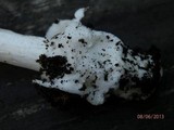 Amanita sinicoflava image