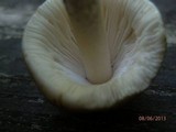 Amanita sinicoflava image