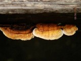Gloeophyllum sepiarium image