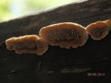 Gloeophyllum sepiarium image