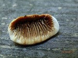 Gloeophyllum sepiarium image