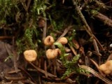 Cudonia circinans image