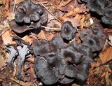 Craterellus venosus image