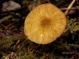 Pluteus leoninus image