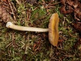Pluteus leoninus image