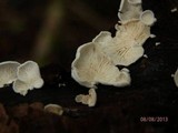Cheimonophyllum candidissimum image
