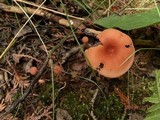 Laccaria bicolor image