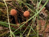 Laccaria bicolor image