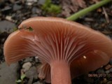 Laccaria bicolor image