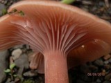 Laccaria bicolor image