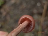Laccaria bicolor image