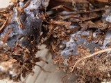 Hydnellum suaveolens image