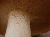 Suillus weaverae image