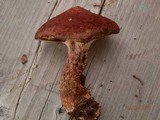 Suillus spraguei image