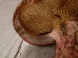 Suillus spraguei image