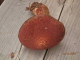 Suillus spraguei image