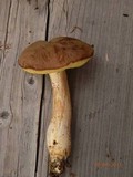 Boletus subtomentosus image