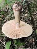 Amanita rubescens var. rubescens image