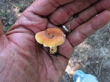 Lactarius hygrophoroides image