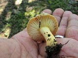 Lactarius hygrophoroides image