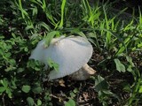 Leucocoprinus cepistipes image