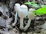 Leucocoprinus cepistipes image