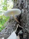 Leucocoprinus cepistipes image