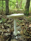 Amanita polypyramis image