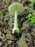 Amanita polypyramis image