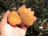 Tapinella atrotomentosa image