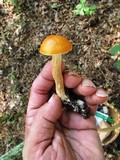 Boletus longicurvipes image