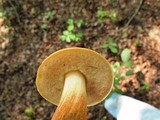 Boletus longicurvipes image