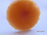 Hygrocybe laeta var. laeta image
