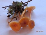 Hygrocybe laeta var. laeta image