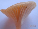 Hygrocybe laeta var. laeta image