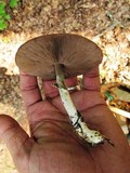 Agaricus silvicola image