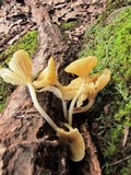Chrysomphalina strombodes image