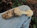 Amanita ravenelii image