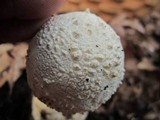 Amanita ravenelii image