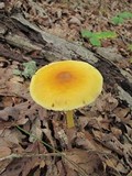 Amanita banningiana image