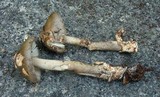 Amanita sect. Vaginatae image