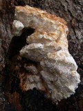 Fomitopsis spraguei image