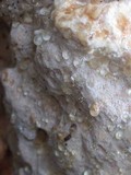 Fomitopsis spraguei image