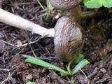 Amanita sect. Vaginatae image