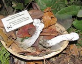 Hypomyces cervinigenus image