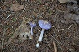 Cortinarius iodes image