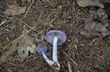 Cortinarius iodes image