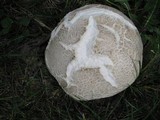 Calvatia booniana image