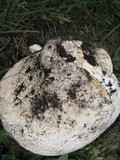 Calvatia booniana image