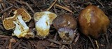 Cortinarius pinguis image